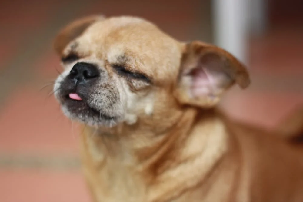 Chug Dog: Tips for a Healthy & Happy Pooch!
