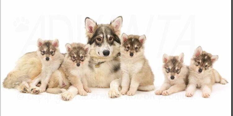 Utonagan: The Ultimate Breed Guide & Facts