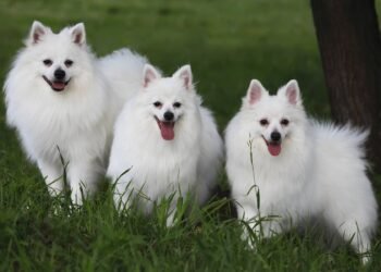 Volpino Italiano: Capture Rare Elegance!