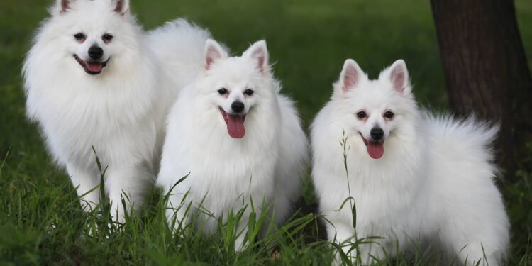 Volpino Italiano: Capture Rare Elegance!