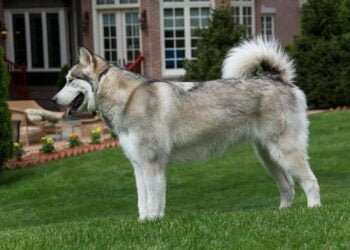 Malamute Pei Mix: Unveiling This Unique Canine Blend!