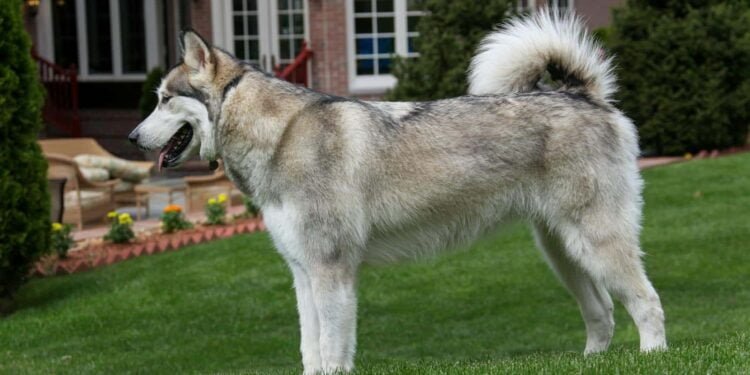 Malamute Pei Mix: Unveiling This Unique Canine Blend!