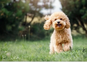 Teacup Poodle: Ultimate Guide to Petite Pooch Care