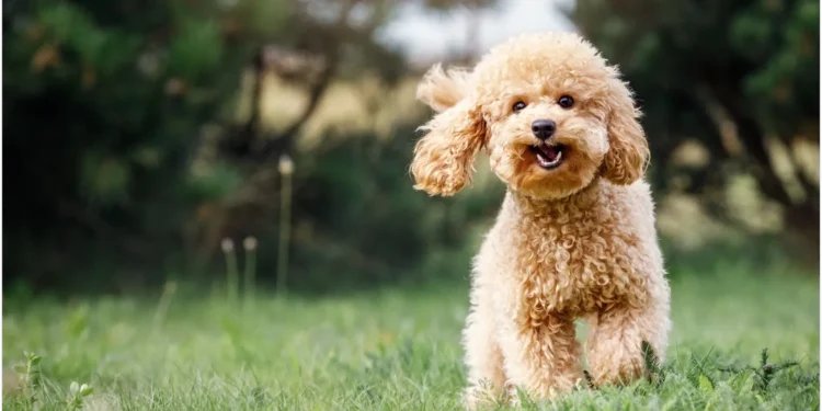 Teacup Poodle: Ultimate Guide to Petite Pooch Care