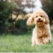 Teacup Poodle: Ultimate Guide to Petite Pooch Care