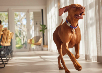 Vizsla Training Secrets: Unleash Your Dog’s Potential!
