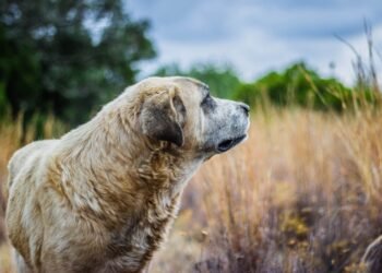 Rafeiro Do Alentejo: Uncover the Majestic Guard Dog’s Secrets