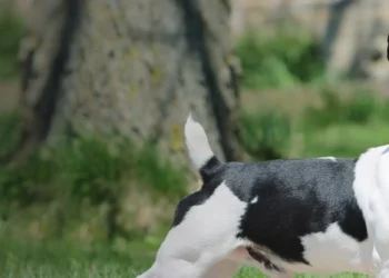 Teddy Roosevelt Terrier: Compact Powerhouse Pup!