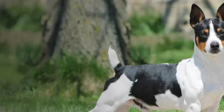 Teddy Roosevelt Terrier: Compact Powerhouse Pup!