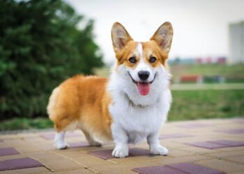 Welsh Corgi: Unleashing the Power of These Adorable Canine Companions