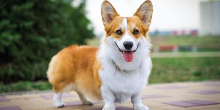 Welsh Corgi: Unleashing the Power of These Adorable Canine Companions