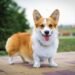 Welsh Corgi: Unleashing the Power of These Adorable Canine Companions