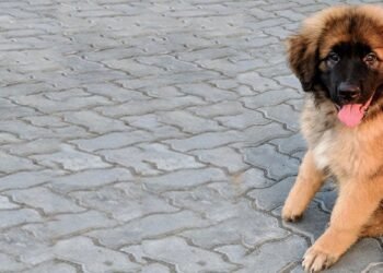 Saint Shepherd Breed: Your Ultimate Guide & Care Tips