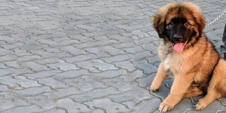 Saint Shepherd Breed: Your Ultimate Guide & Care Tips