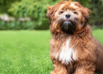 Zuchon: Discover the Charming Power of the Zuchon  Breed