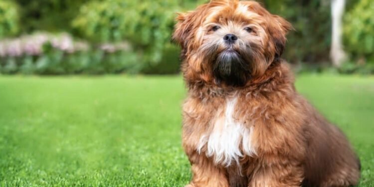 Zuchon: Discover the Charming Power of the Zuchon  Breed