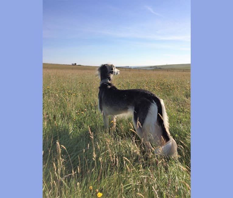 Saluki Greyhound Mix: Unveil the Speedy Elegance!