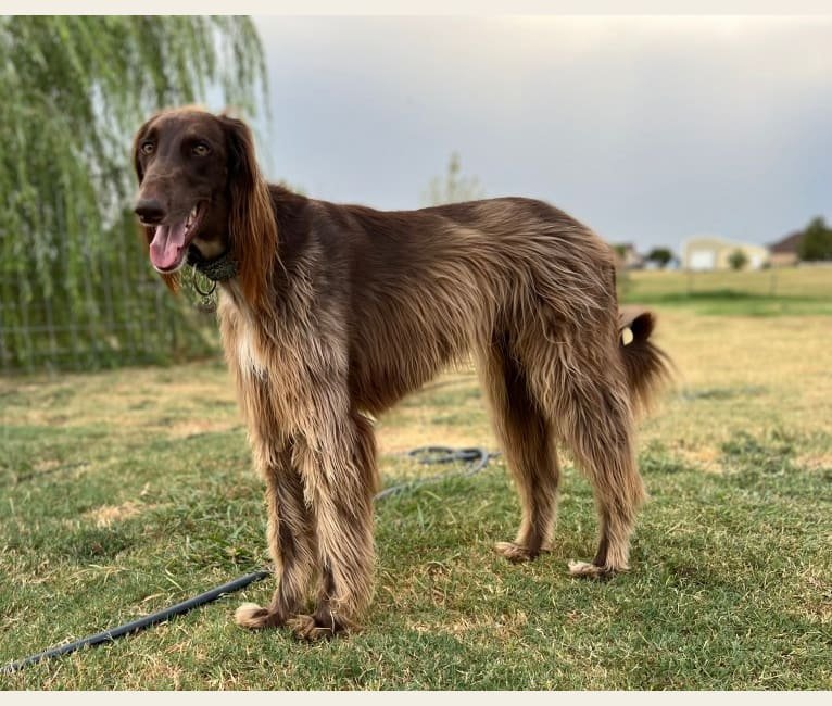 Saluki Greyhound Mix: Unveil the Speedy Elegance!