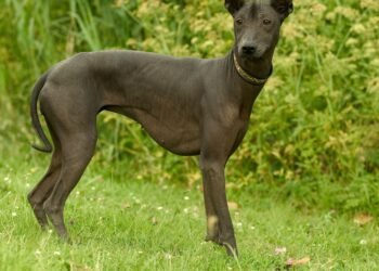 Xoloitzcuintle: Unleashing the Power of Ancient Mexican Canines
