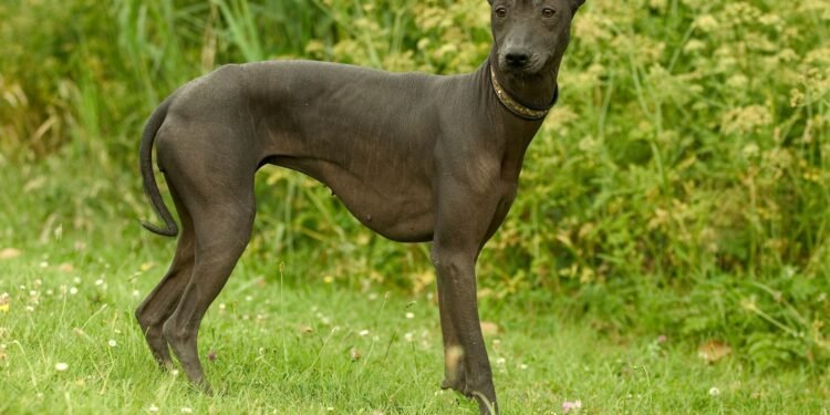 Xoloitzcuintle: Unleashing the Power of Ancient Mexican Canines