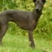 Xoloitzcuintle: Unleashing the Power of Ancient Mexican Canines