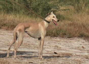 Pakistani Tazi Hound: Unveiling the Graceful Hunter