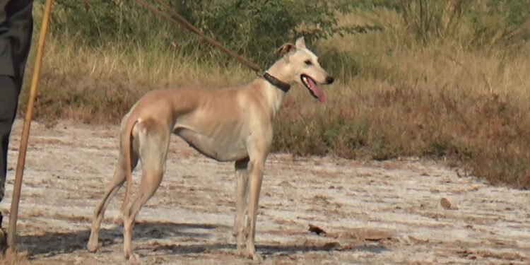 Pakistani Tazi Hound: Unveiling the Graceful Hunter
