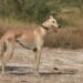 Pakistani Tazi Hound: Unveiling the Graceful Hunter