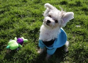 Yorktese: Unveiling the Charm of these Adorable Power Pups