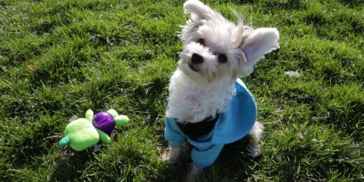 Yorktese: Unveiling the Charm of these Adorable Power Pups