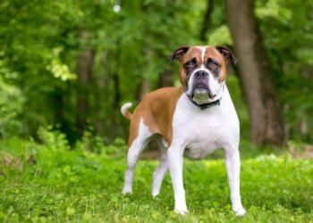 Valley Bulldog: The Ultimate Guide to Your New Pup