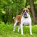 Valley Bulldog: The Ultimate Guide to Your New Pup