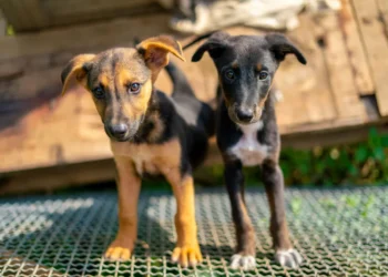 A Dog of Mixed Breed