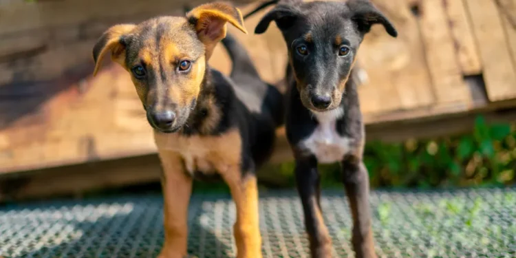 A Dog of Mixed Breed
