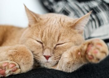 Are Mixed Breed Cats Healthier