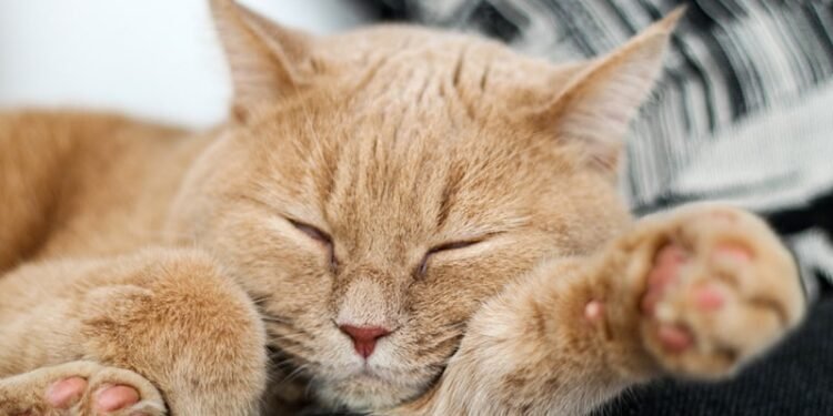 Are Mixed Breed Cats Healthier