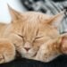 Are Mixed Breed Cats Healthier