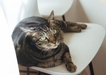 Are Mixed Breed Cats Hypoallergenic