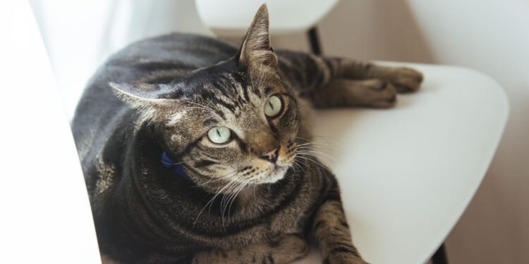 Are Mixed Breed Cats Hypoallergenic