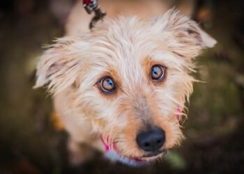 Are Mixed-Breed Dogs Good Pets