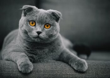Are Mixed Short-Haired Breed Cats Rare