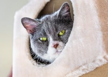 Are Most Cats Mixed-Breed