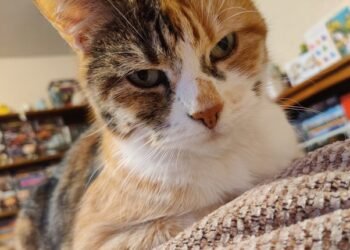 Are Tabby Cats Mixed Breed