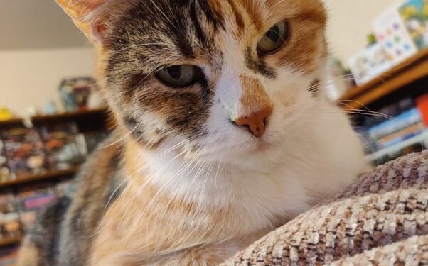 Are Tabby Cats Mixed Breed