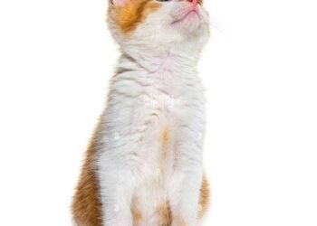 Can a Mixed Breed of Cat Be White