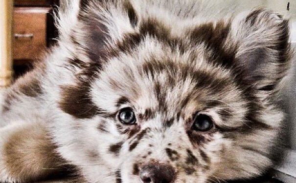 Cute Mix Breed Pets