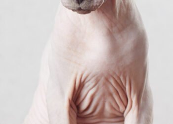Do Breed Hairless Cats Have Hair