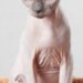 Do Breed Hairless Cats Have Hair