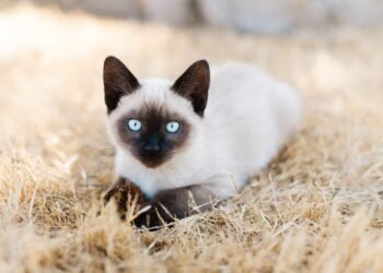 Do Mixed-Breed Cats Live Longer