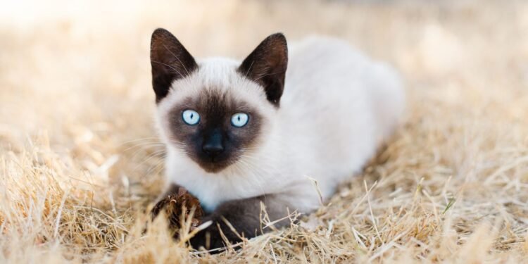 Do Mixed-Breed Cats Live Longer